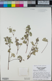 Geranium rotundifolium image