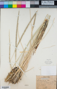 Muhlenbergia rigens image