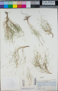 Muhlenbergia utilis image