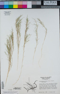 Muhlenbergia utilis image