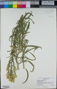 Euthamia occidentalis image