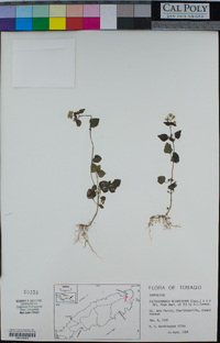 Fleischmannia microstemon image