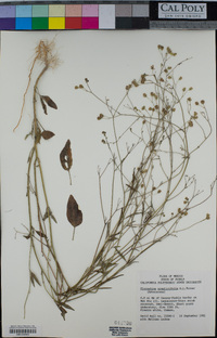 Florestina simplicifolia image