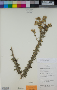 Isocoma menziesii var. vernonioides image