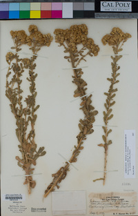 Isocoma menziesii var. vernonioides image