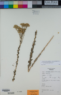 Isocoma menziesii image