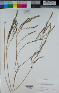 Iva angustifolia image