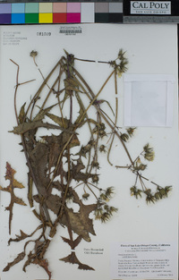 Sonchus oleraceus image