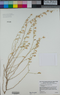 Stephanomeria pauciflora image