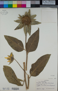 Wyethia helenioides image