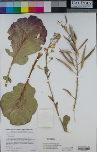 Brassica oleracea image