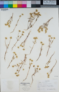 Lasthenia chrysantha image