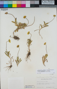 Lasthenia californica subsp. macrantha image