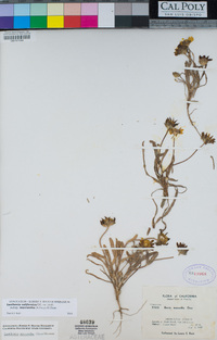 Lasthenia californica subsp. macrantha image