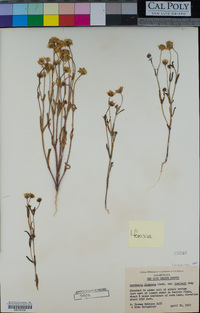 Lasthenia glabrata subsp. coulteri image