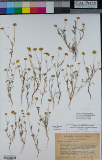 Lasthenia californica subsp. californica image