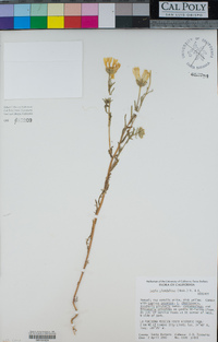 Layia glandulosa image