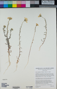 Layia glandulosa image