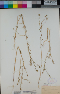 Layia hieracioides image