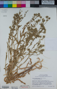 Layia hieracioides image