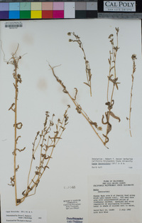 Layia hieracioides image