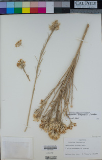 Lepidospartum latisquamum image