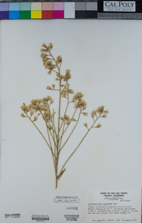 Lepidospartum squamatum image