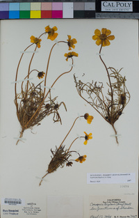 Coreopsis bigelovii image