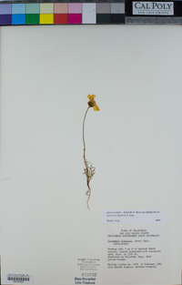 Coreopsis bigelovii image