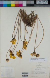 Coreopsis bigelovii image