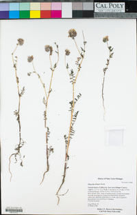 Phacelia distans image