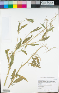 Caulanthus lasiophyllus image