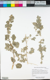 Atriplex lentiformis image