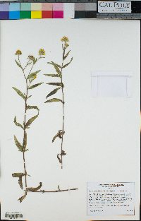 Heliomeris multiflora image