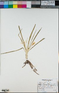 Leucocrinum montanum image