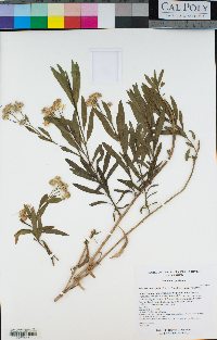 Baccharis salicifolia subsp. salicifolia image