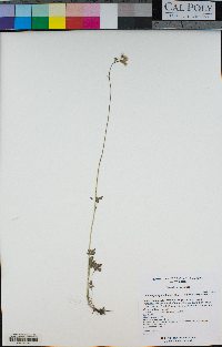 Lithophragma parviflorum image