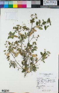 Ceanothus oliganthus var. oliganthus image