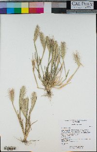 Hordeum murinum image