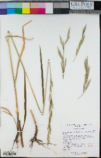 Bromus carinatus image