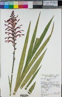 Image of Chasmanthe floribunda