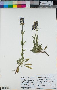 Penstemon procerus image