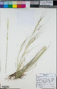 Hesperostipa comata image