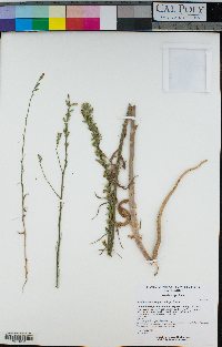 Stephanomeria virgata subsp. virgata image