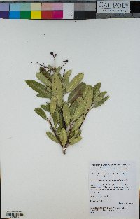 Heteromeles arbutifolia image