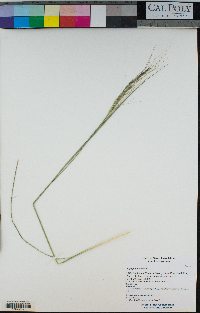 Stipa pulchra image