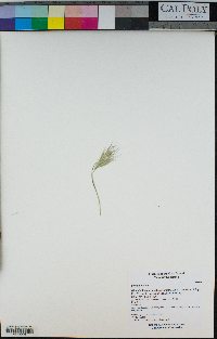 Bromus rubens image