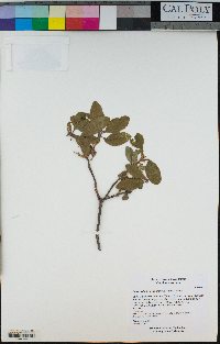 Comarostaphylis diversifolia image