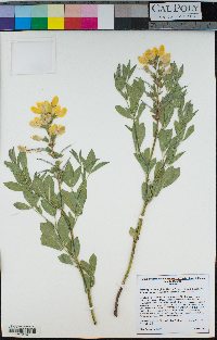 Thermopsis divaricarpa image