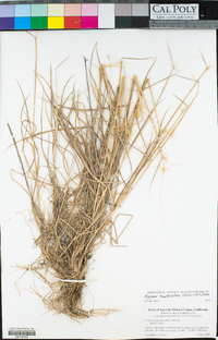 Elymus multisetus image